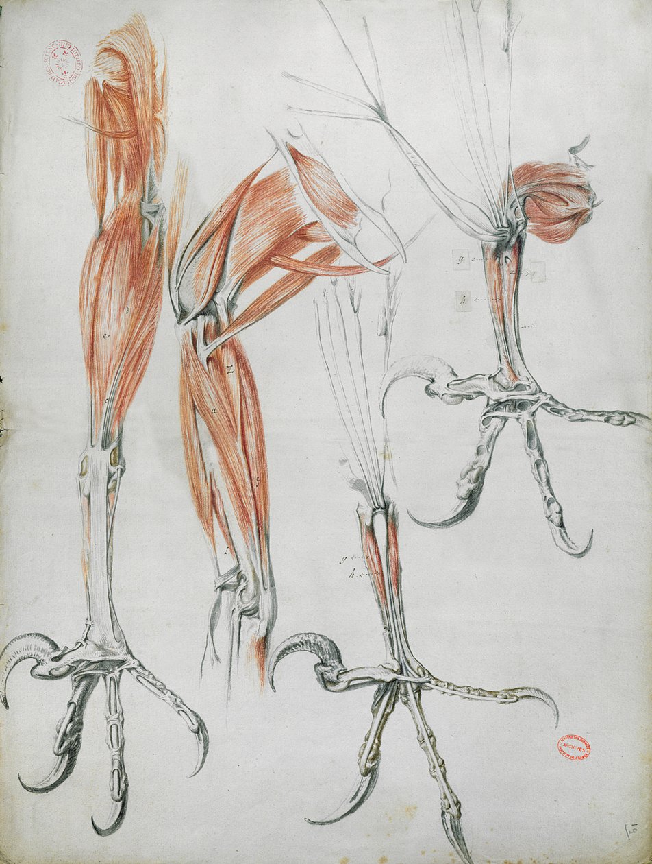 Taloner af en ørn, fra La Mecanique des Animaux af Claude Perrault (1613-78) c.1670 (farvet blyant på papir) af French School