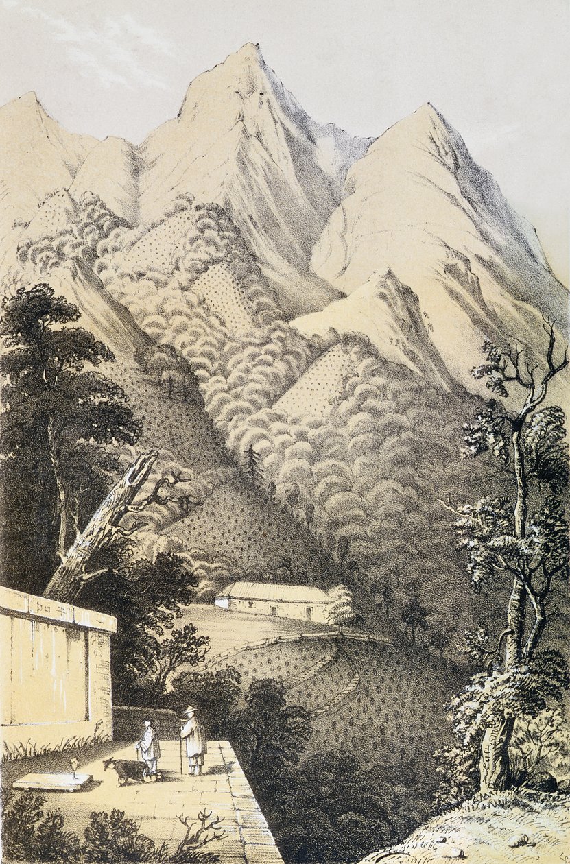 Teplantager i det grønne te-distrikt i Kina, taget fra En rejse til telandene i Kina, første gang udgivet 1852, af Robert Fortune (1812-1880) af French School