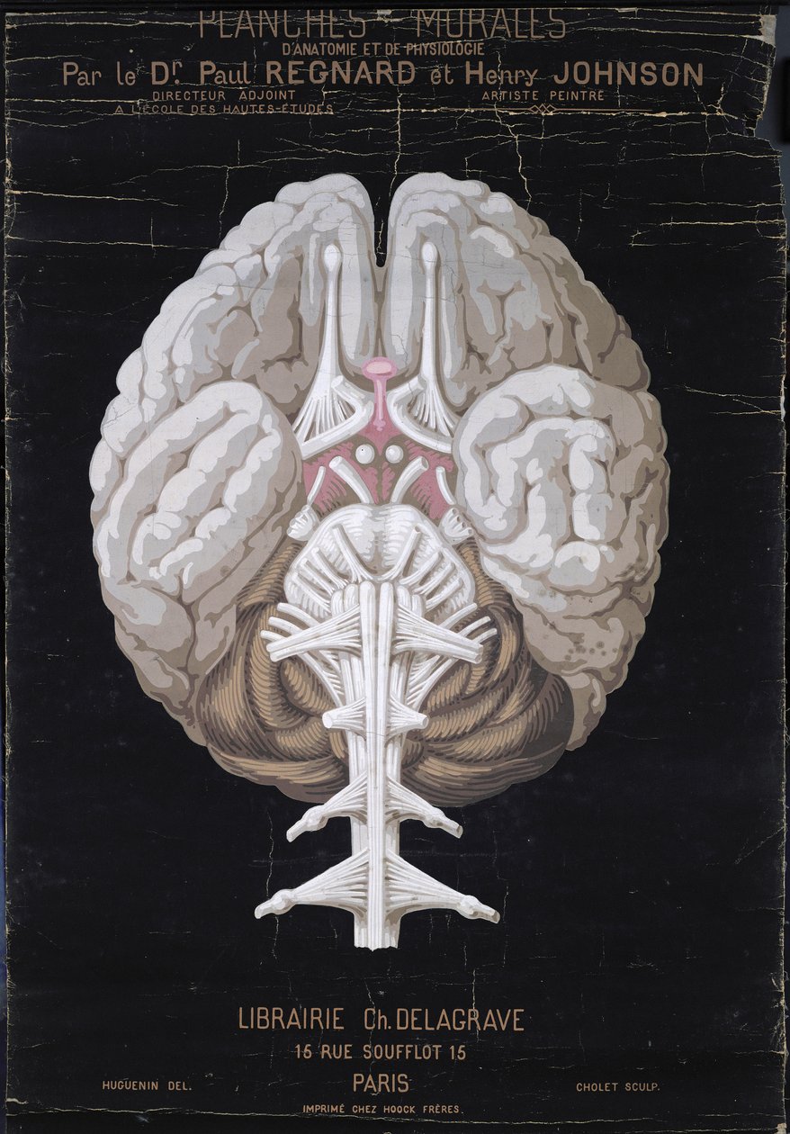 The Brain, fra Planches Murales dAnatomie et de Physiologie af Dr. Paul Regnard og Henry Johnson af French School