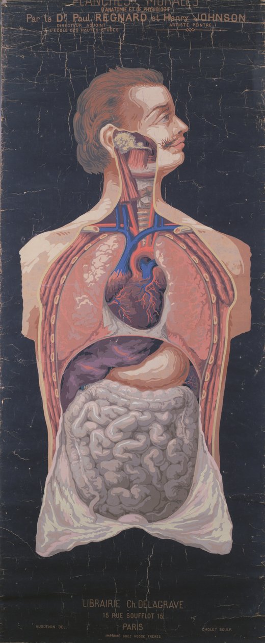Brystet og maven, fra Planches Murales dAnatomie et de Physiologie af Dr. Paul Regnard og Henry Johnson af French School