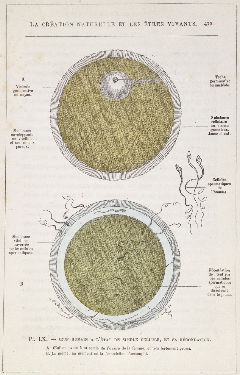 Befrugtningen af ​​et menneskeligt æg, fra naturlig skabelse og levende væsener af Dr. J. Rengade, ca. 1880 af French School