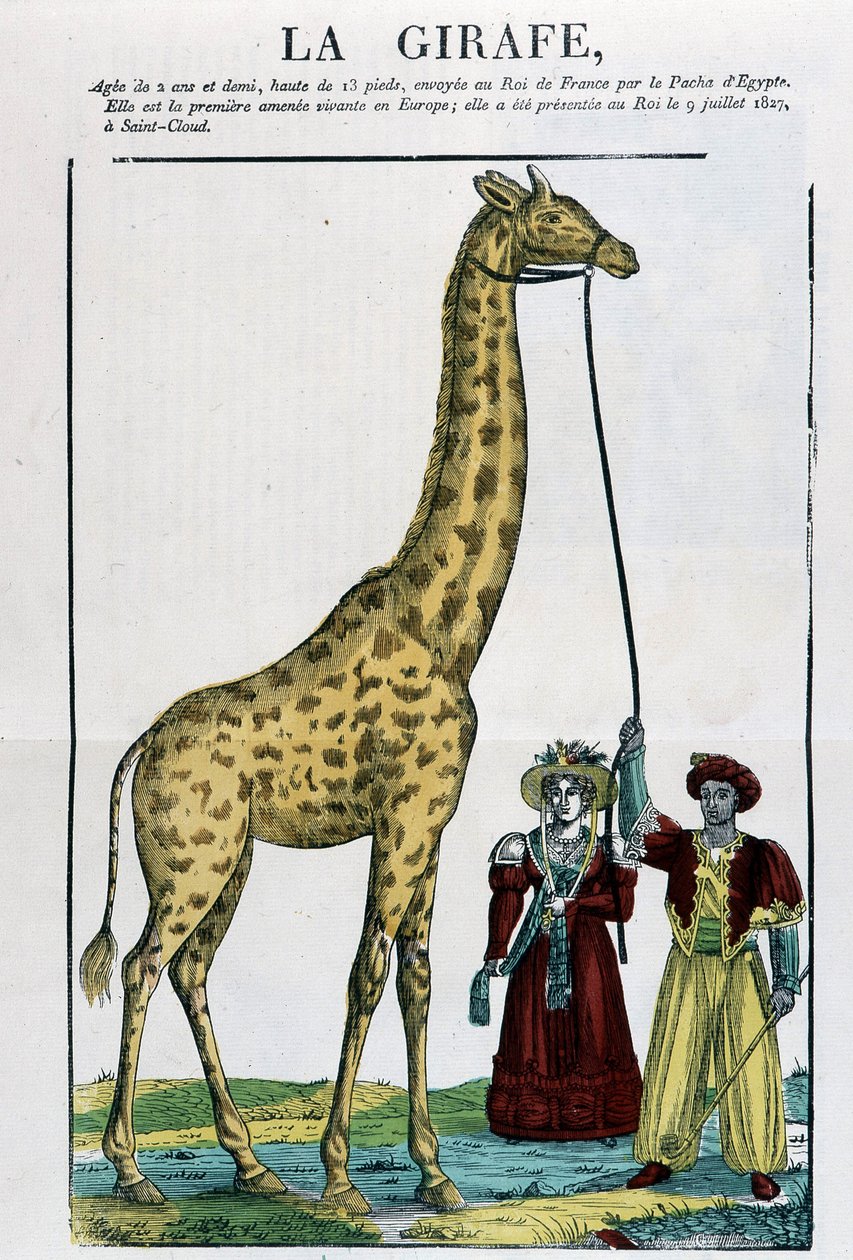The Giraffe - Billede af Epinal af French School