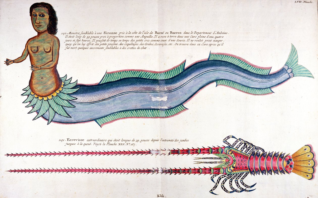 Havfruen fra Amboyna, fra "Fisk, krebs og krabber i forskellige farver" af Louis Renard, udgivet i Amsterdam af French School