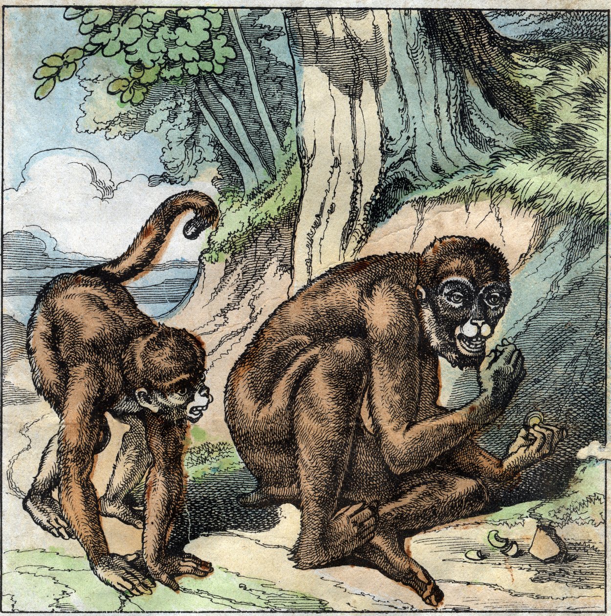 Aben og nødden. Fabel af Jean-Pierre-Claris (Jean Pierre Claris) af Florian (1755-1794) romanforfatter, digter og fabulist fransk. Illustration af slutningen af det 19. århundrede. af French School