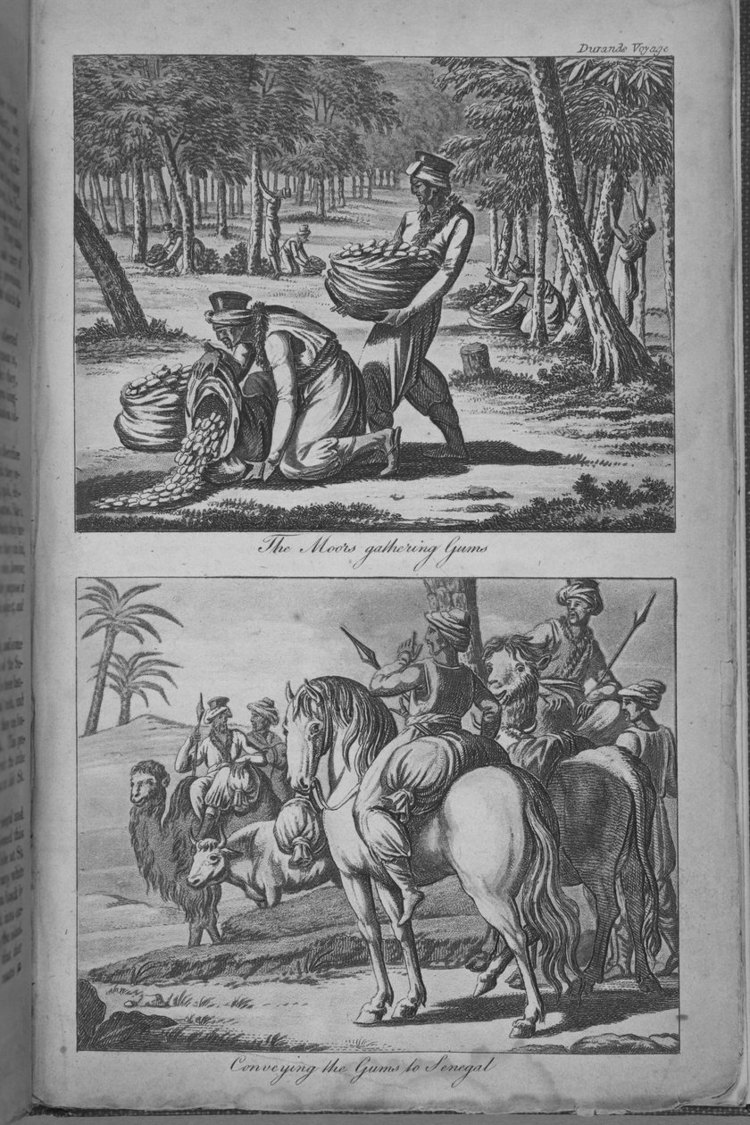 Maurerne samler tandkød og transporterer tandkødet til Senegal, illustration fra 