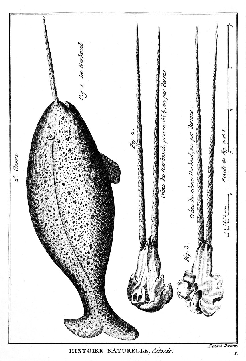 Narhvalen eller narhvalen, en hval - i "" Histoire naturelle"" - gravering, n.d. af French School