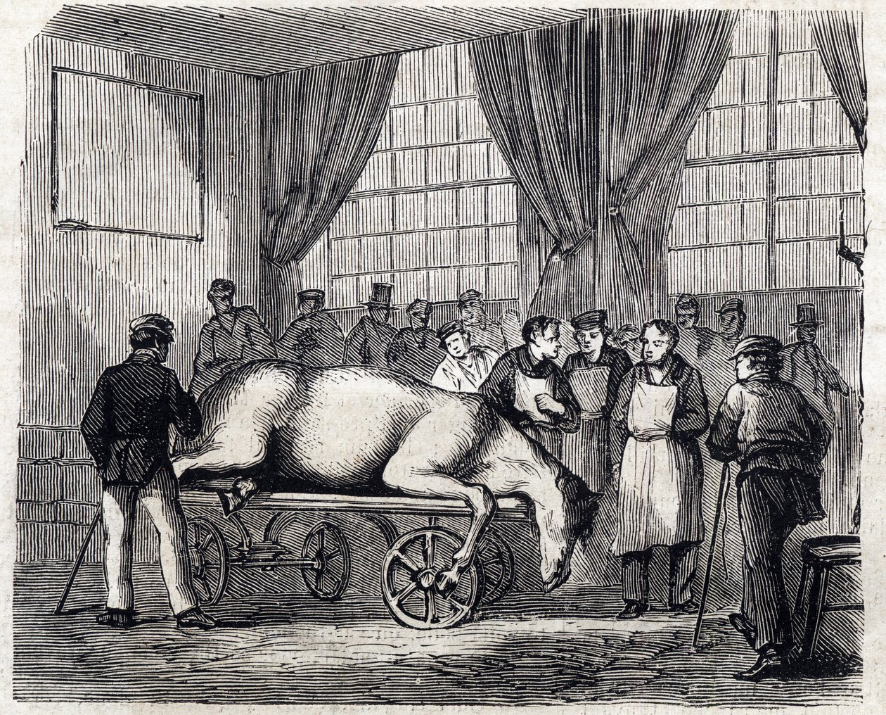 Den nationale veterinærskole i Alfort - De store skoler i Frankrig - veterinærskolen i Alforts hus i 1866 - operationsstuen - Indgravering i "Le monde illustrious" fra 1866 af French School