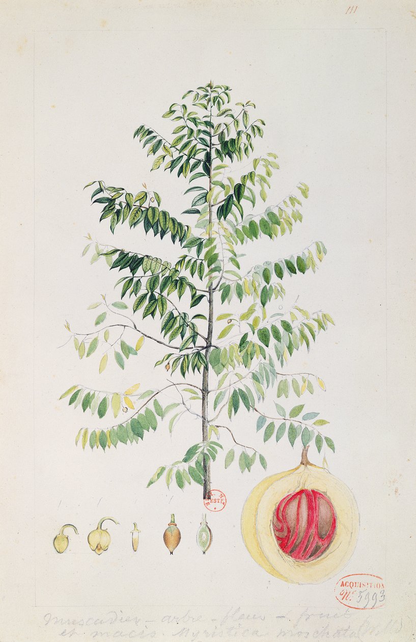 Muskattræet, blomsten og frugten (wc på papir) af French School