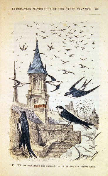 Svalernes tilbagevenden. ca. 1880 (farvegravering) af French School