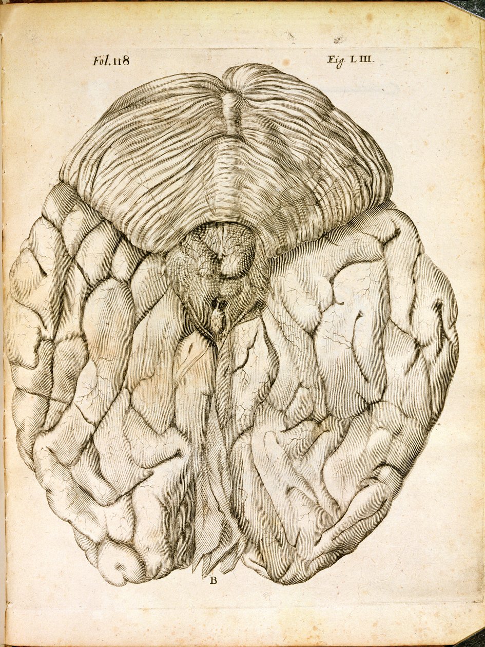 The Structure of the Brain, fra De Homine Figuris af Rene Descartes (1596-1650) udgivet i Haag, 1662 af French School