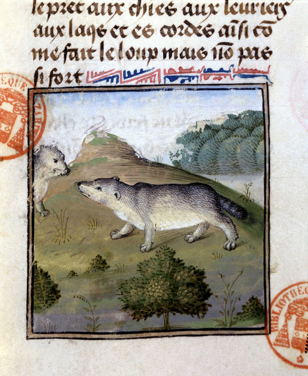Grævlingen - i "" Jagtbog af Gaston Phoebus, greve af Foix, Lord of Béarn"" af French School