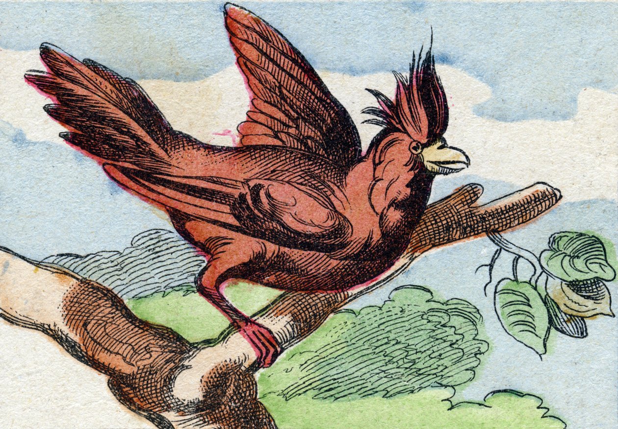 Kardinalen. Indgravering i "Buffon Alphabet des Oiseaux n 2". 3. Serie N 2. Billeddannelse af Epinal, Epinal, slutningen af det 19. århundrede. 16 sider. Mål: 28x21 cm af French School