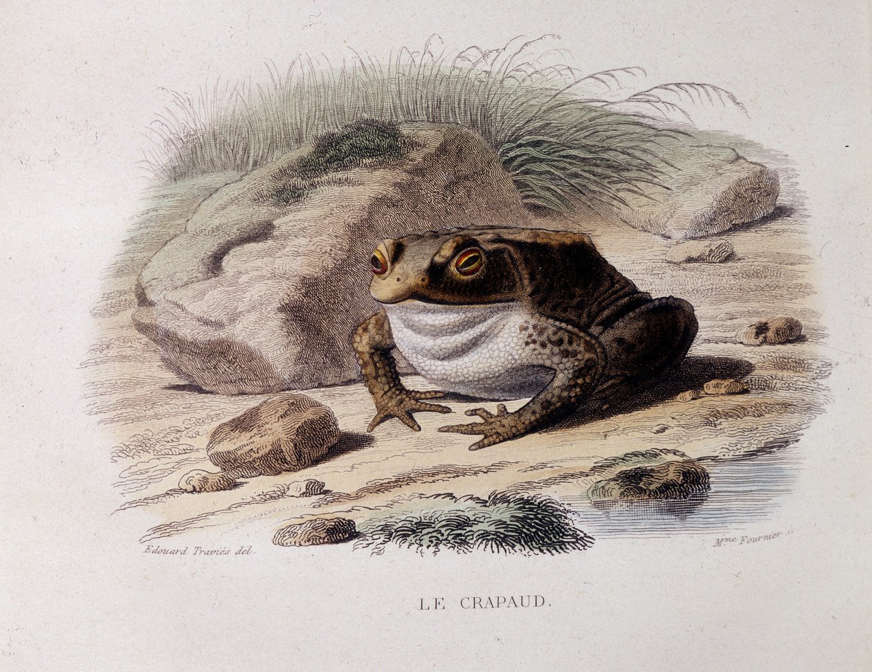 Den almindelige tudse (Bufo bufo) - i "" Lacepede"" af French School