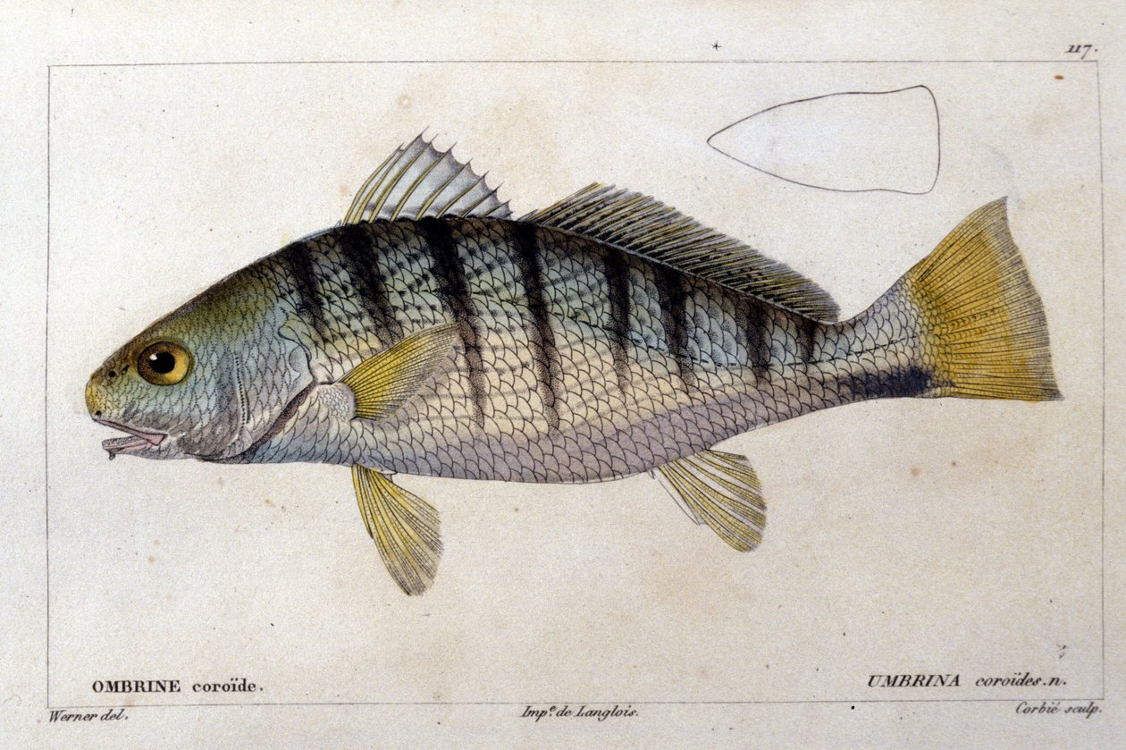 Den koroide umbrine efter ""Fiskenes naturhistorie"" af Cuvier, Valenciennes, Paris af French School