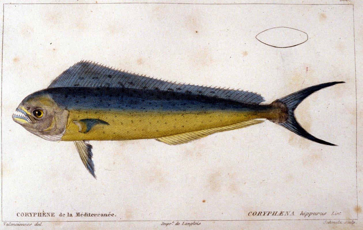 Middelhavets delfinfisk efter "fiskens naturhistorie" af Cuvier, Valenciennes, Paris af French School