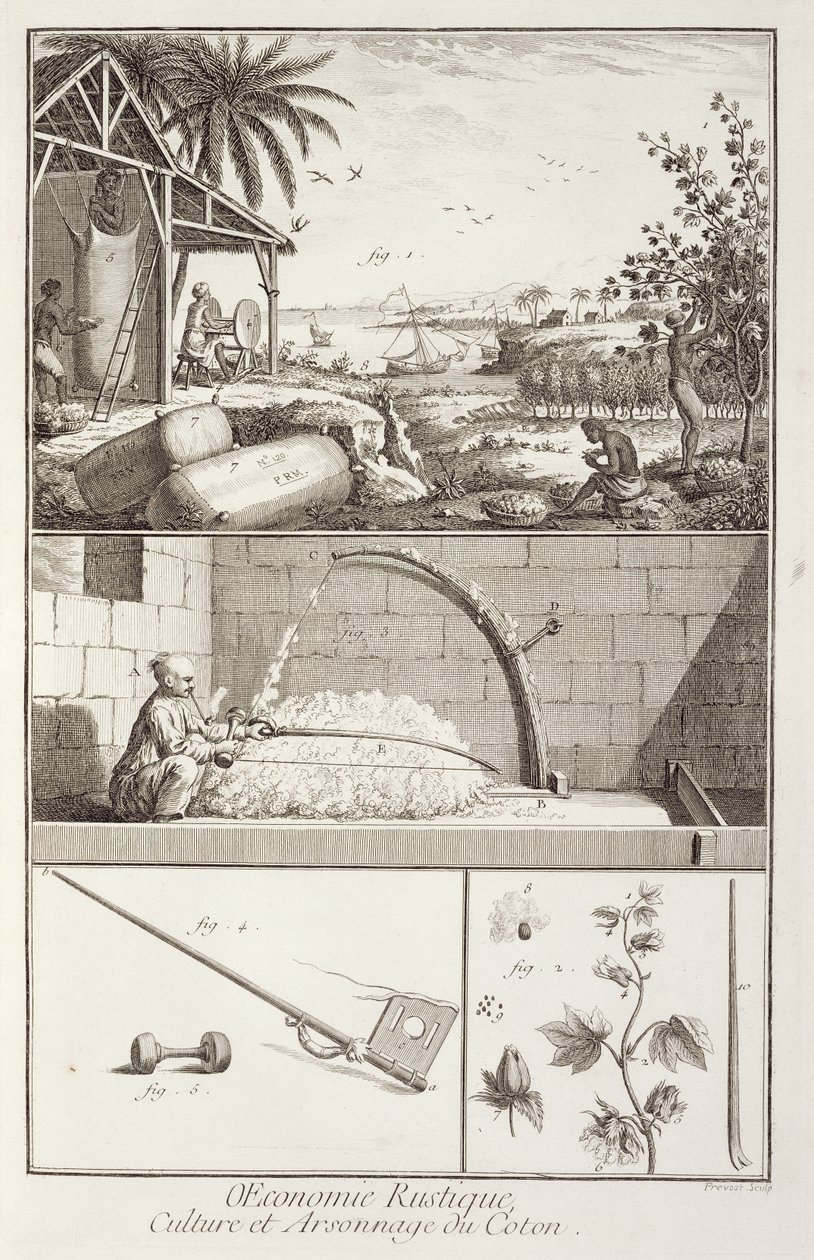 Dyrkning af bomuld, fra Encyclopedia af Denis Diderot (1713-84), indgraveret af A. Provost (fl.1834-55), ca.1760 af French School