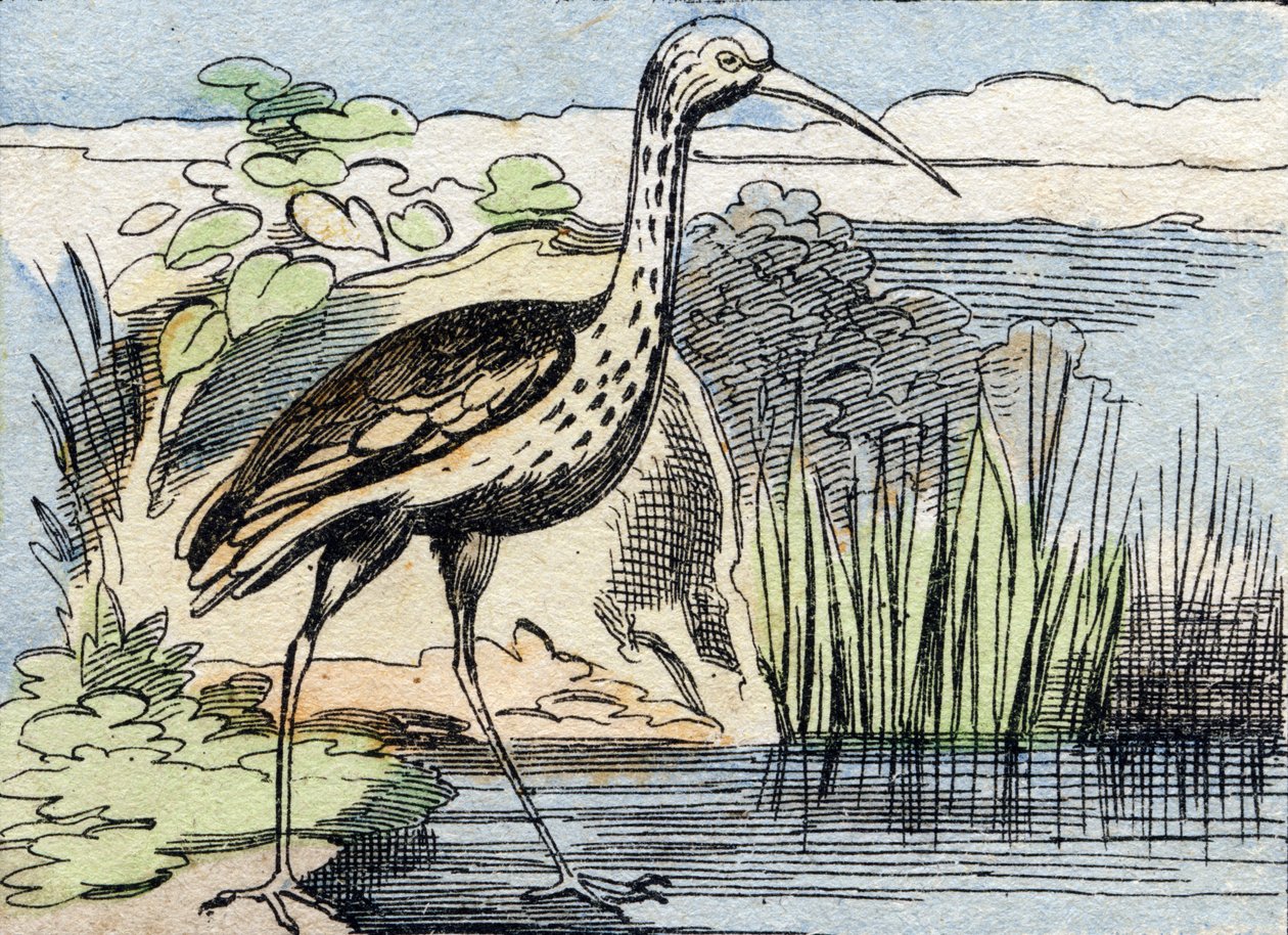 Krøllen . Indgravering i "Buffon Alphabet des Oiseaux n 2". 3. Serie N 2. Billeddannelse af Epinal, Epinal, slutningen af det 19. århundrede. 16 sider. Mål: 28x21 cm af French School