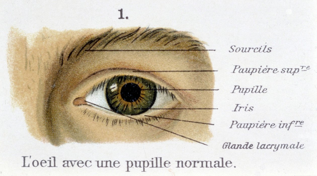 Øjet med en normal pupil (detalje) af French School