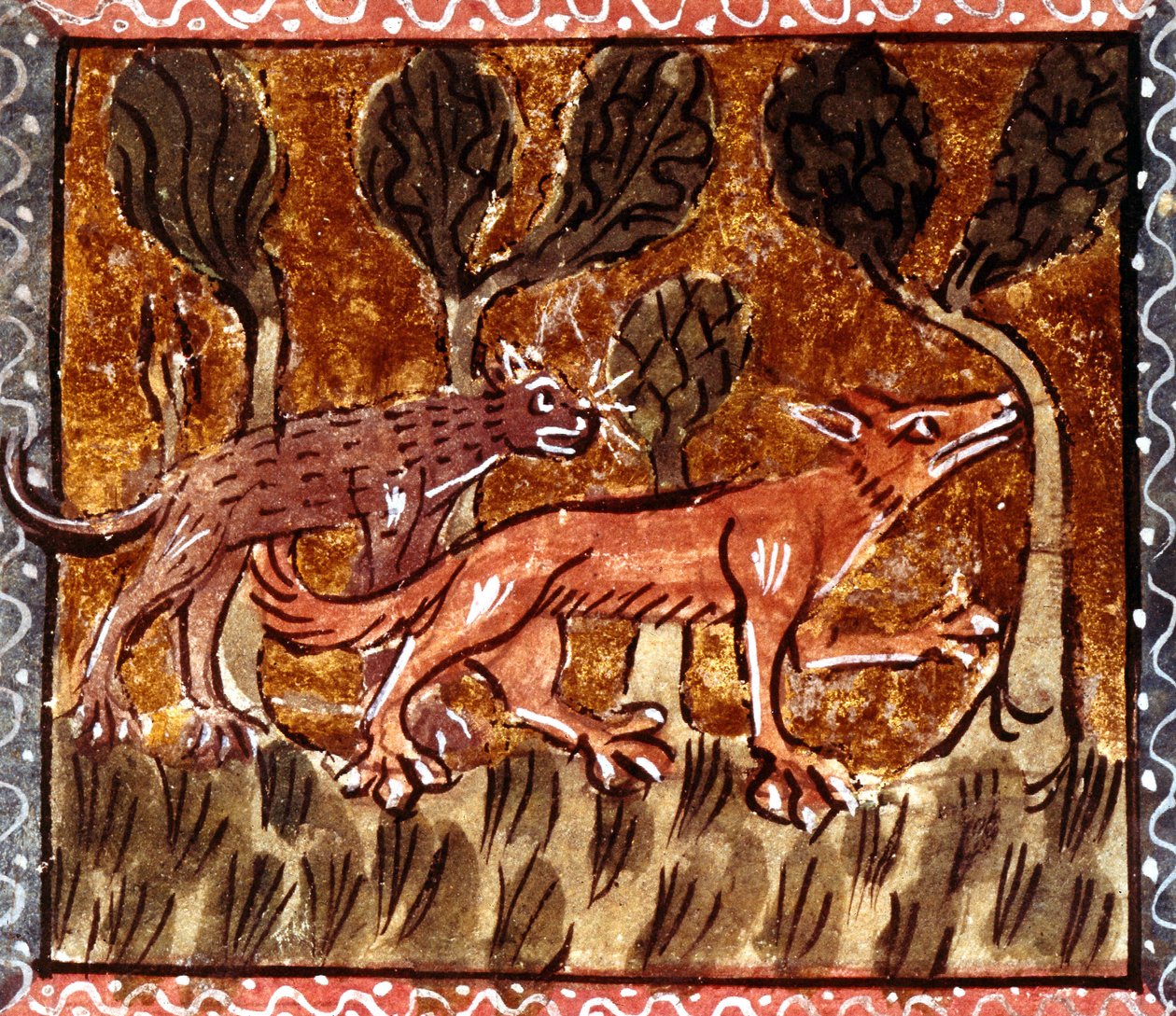 Ræven og ulven, belysning fra manuskriptet med titlen Roman de Renart (Rævens roman), ca. 1200-tallet af French School