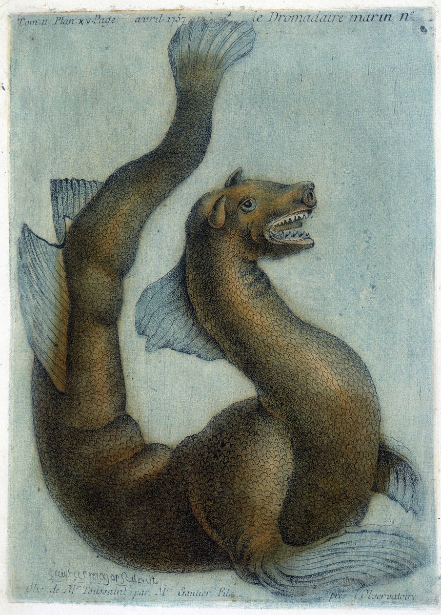 Den marine kamel. Illustration af M. Toussaint (1756) i "Periodic Observations on Physics, Natural History and the Arts". af French School