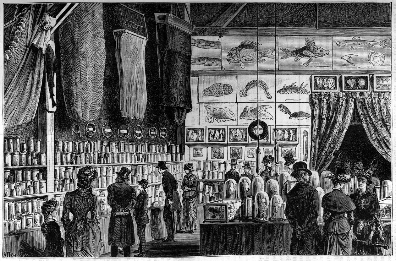 Den zoologiske udstilling på Natural History Museum i Paris, samlinger indsamlet under de videnskabelige ekspeditioner af arbejder- og talismanskibene af French School