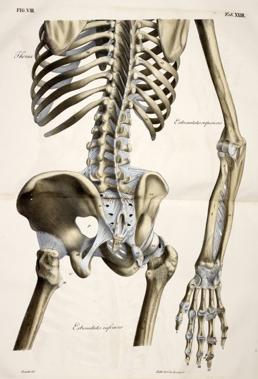 Thorax, fra den menneskelige krops anatomiske plader udført efter naturlige dimensioner, ledsaget af en forklarende tekst udgivet af cte de Lasteyrie af French School