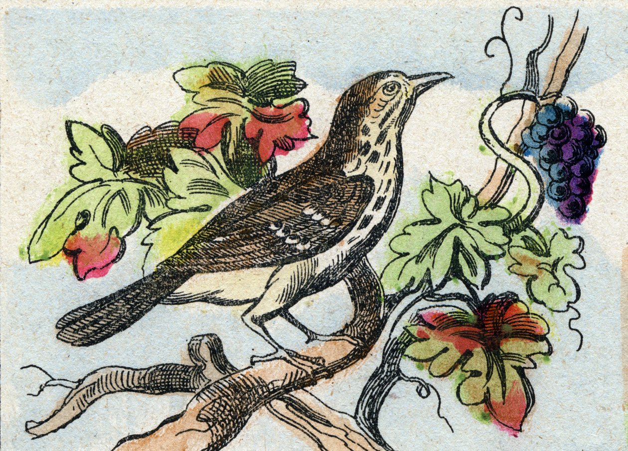 Trøske. Indgravering i "Buffon Alphabet des Oiseaux n 1". 3. Serie N 1. Billeddannelse af Epinal, Epinal, slutningen af det 19. århundrede. 16 sider. Mål: 28x21 cm af French School