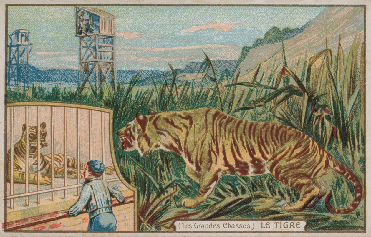 Tiger (chromolitho) af French School