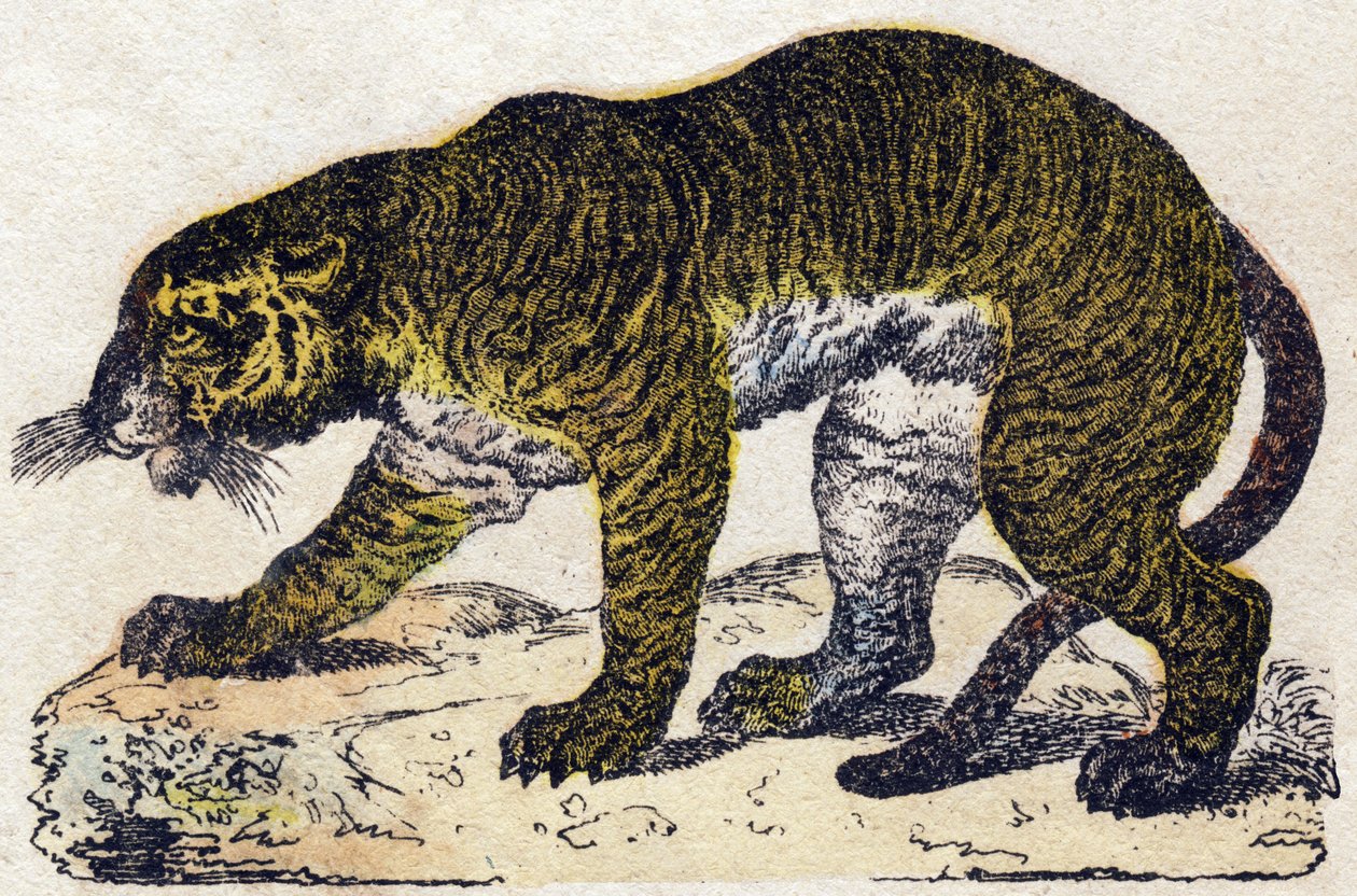 Tiger. Indgravering i "" Alphabet des animaux sauvages"". 9. serie. Billede af Epinal, Pellerin, trykkeri-udgiver, ca. 1870. Graveringer på træ, stencileret. 16 sider. Mål: 20 x 15 cm. Privat samling af French School