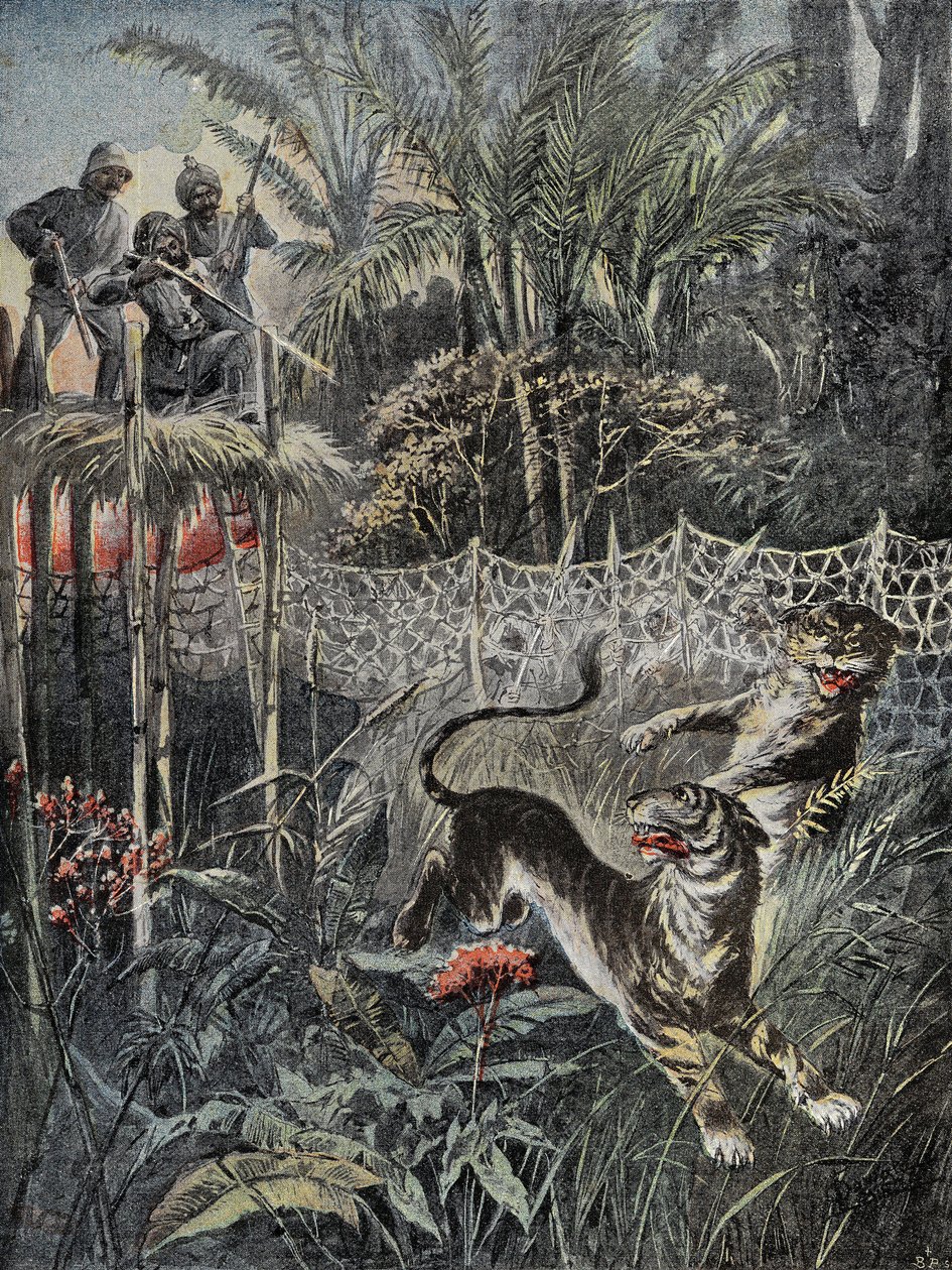 Tigerjagt i junglen i Indien: fenderne er bag nettet, og jægerne er i sikkerhed på belvederen. Indgravering i "" Le Pelerin"", den 05/02/1899. Selva Coll. af French School