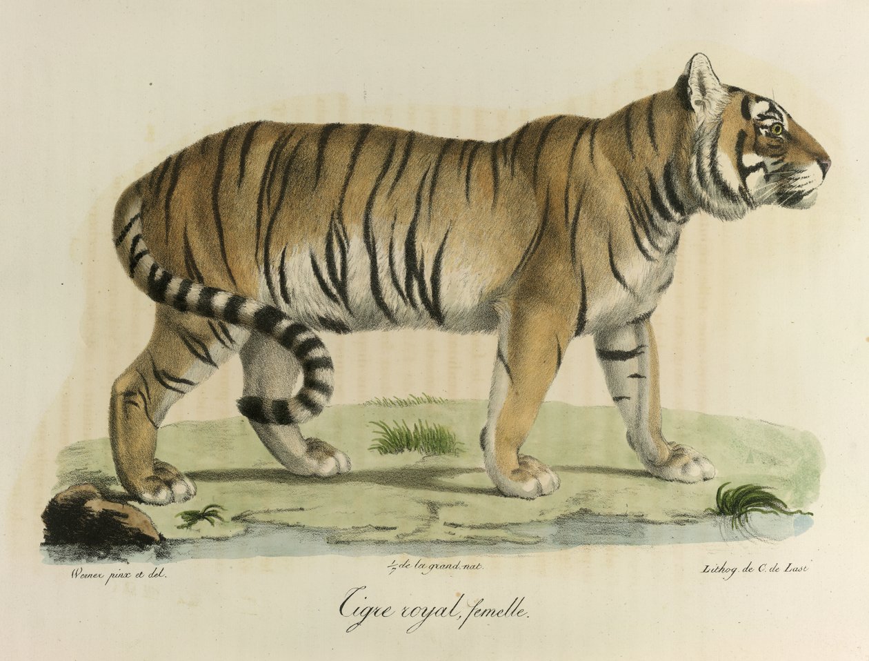 Kongelig tiger, hun. En kvindelig kongelig tiger, fra Natural History of Mammals (farve litho) af French School