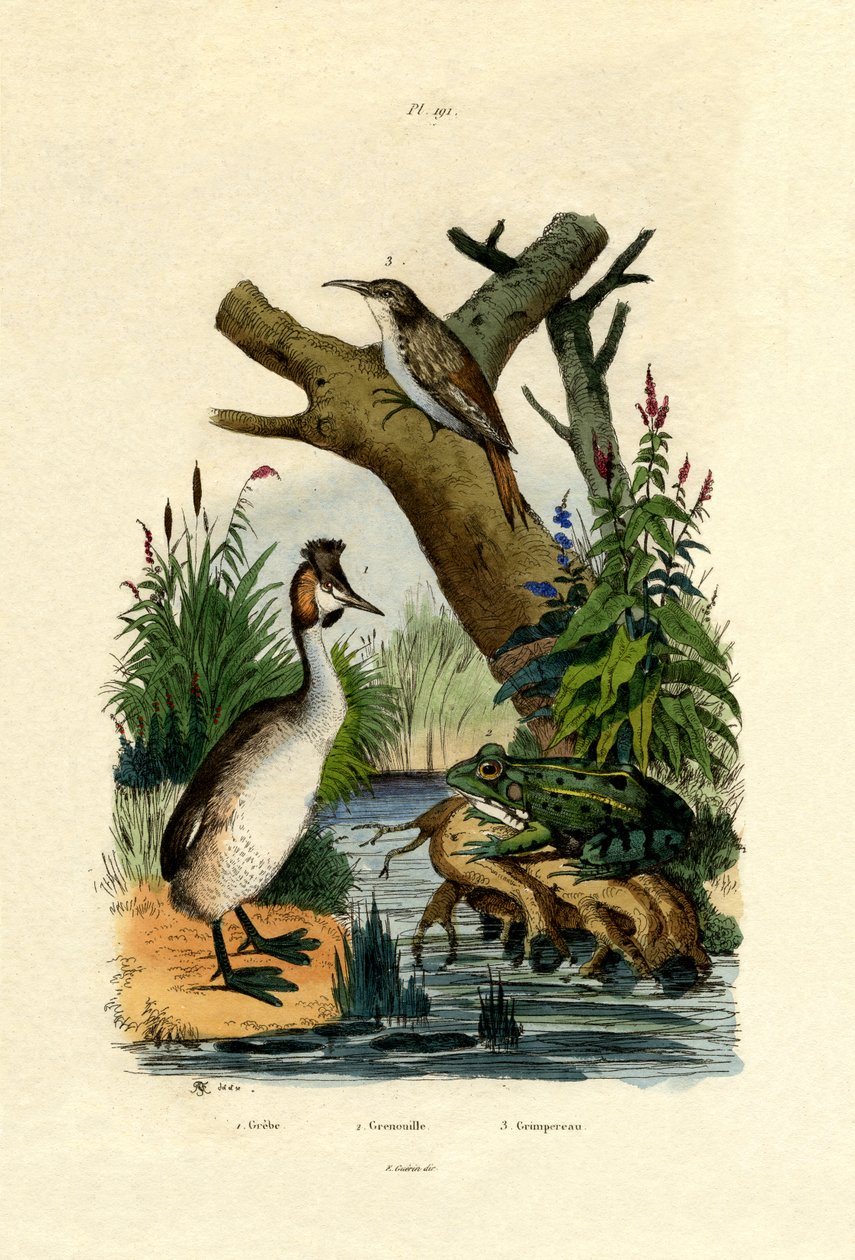 Padde, 1833-39 af French School