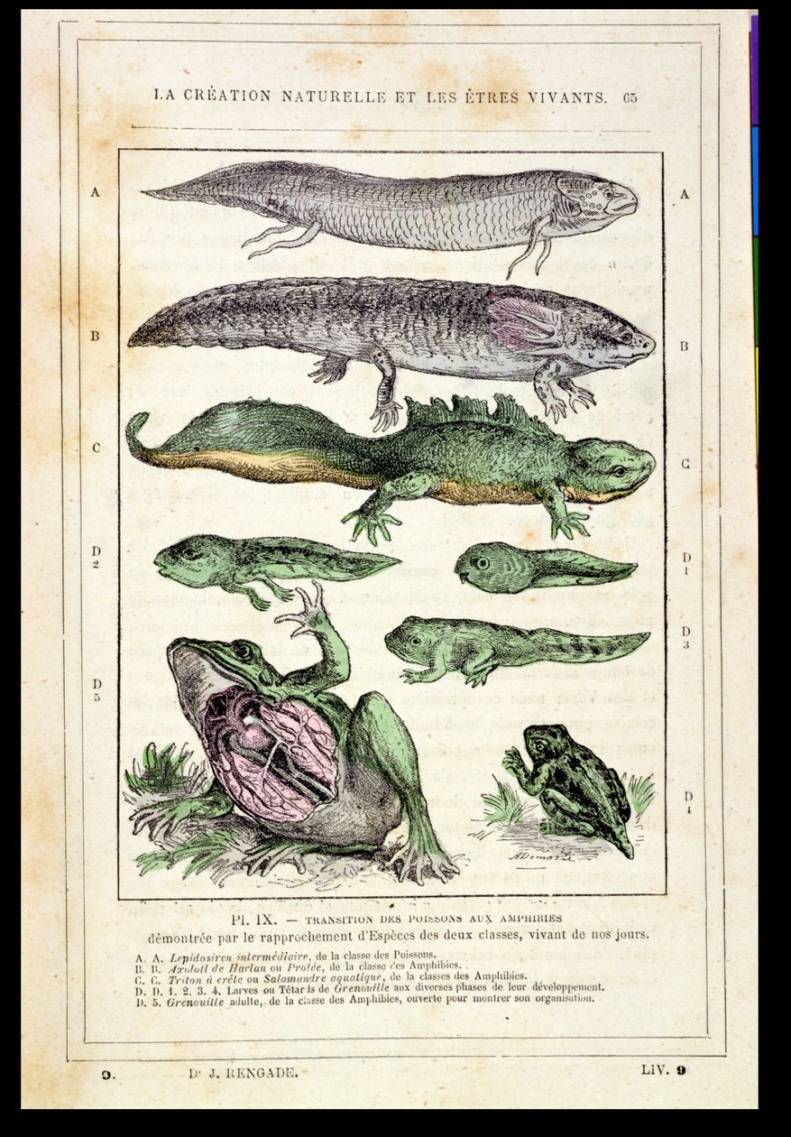 Transition of Fish into Amphibians, fra en bog af Dr. Rengade, ca. 1880 af French School