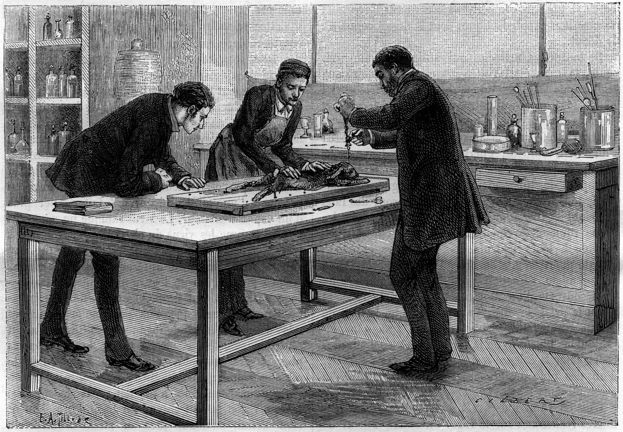 Trepanation af en kanin i Louis Pasteurs laboratorium (1822-1895) til undersøgelse af rabies, tegning af C.Gilbert d