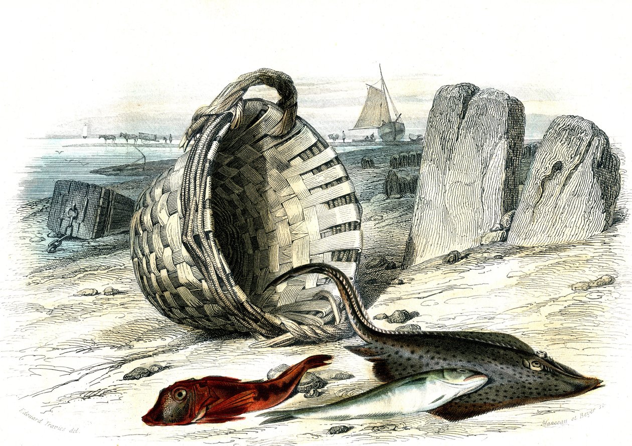 Trigle grondin (Trigle cuculus), hvilling (merlangius merlangus), raie grondin (dipturus batis) - Tallerken udvundet fra Histoire Naturelle af Bernard Germain de Lacepede (1856-1925), udgave P.Furme, Paris af French School