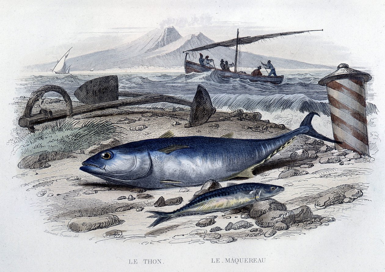 Tun og makrel - i "Naturhistorie" af Lacepède, T.II, red. Furne et Cie, Paris af French School