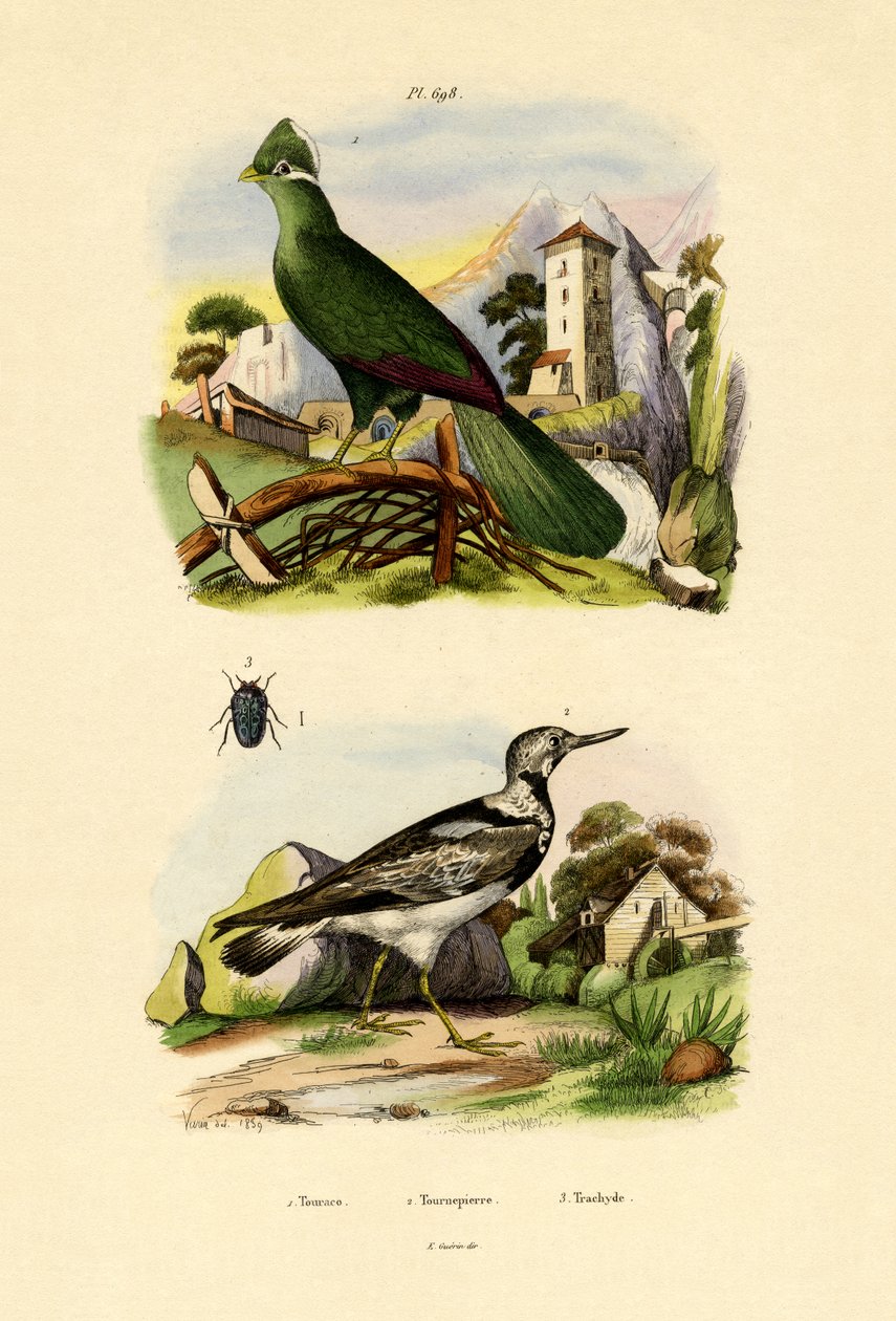 Turaco, 1833-39 af French School