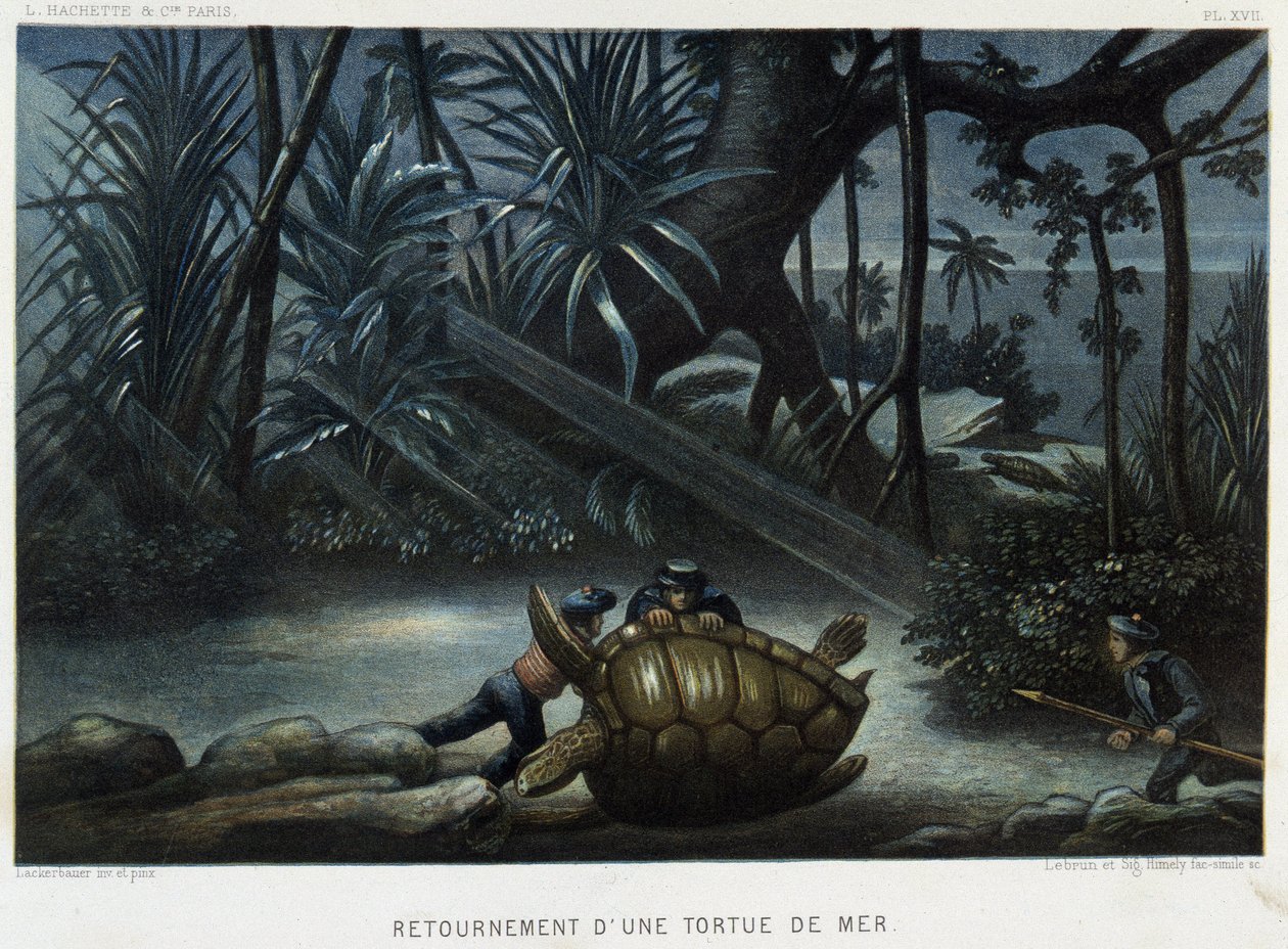 Skildpadde af en havskildpadde - i "" Le monde de la mer "" af Alfred Fredol, Hachette, Paris af French School
