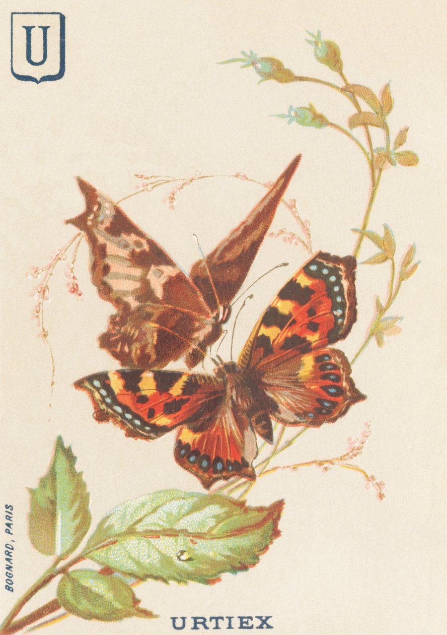 U: Urtiex (Aglais urticae eller lille skildpadde) af French School