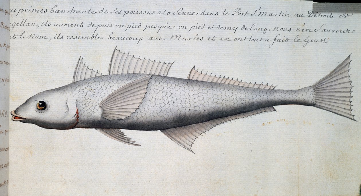 Ukendt fisk, Magellan-strædet, akvarel fra logbog af Jacques Gouin de Beauchesne (1652-1730), kaptajn på Compagnie royale de la Mer du Sud, fra 1698 til 1701, Frankrig af French School