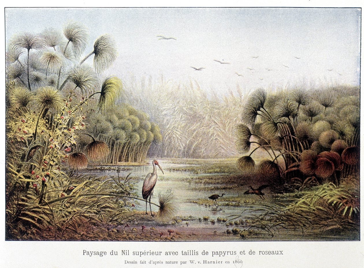 Øvre Nilpassage med papyrus og rørskov. af French School