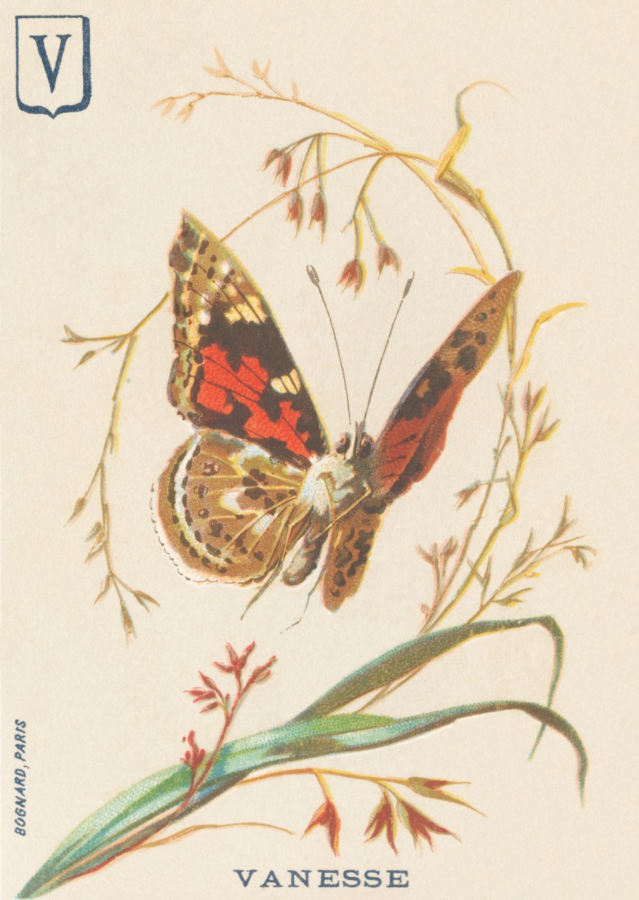 V: Vanesse (Vanessa cardui eller steplady eller Vanesse du Thistle) af French School