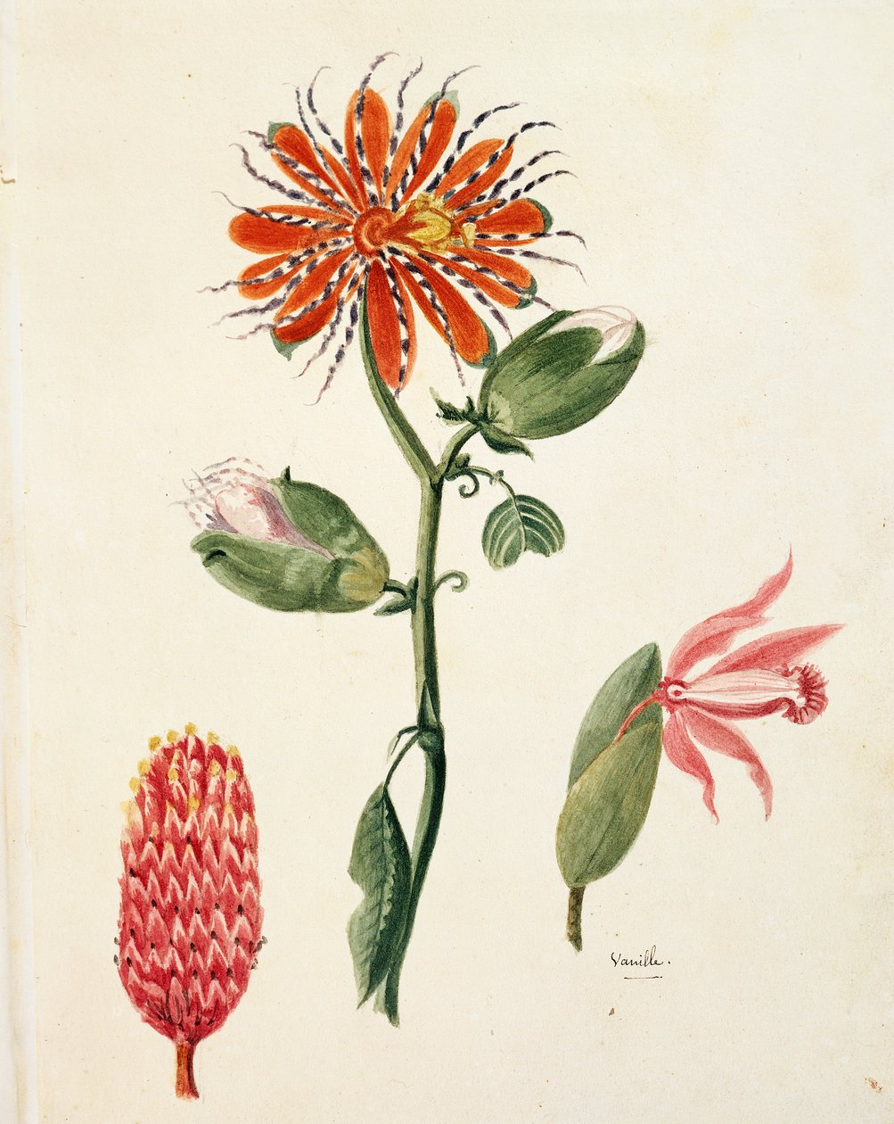 Vanille orkidé (vanilla planifolia) af Lejeune af French School