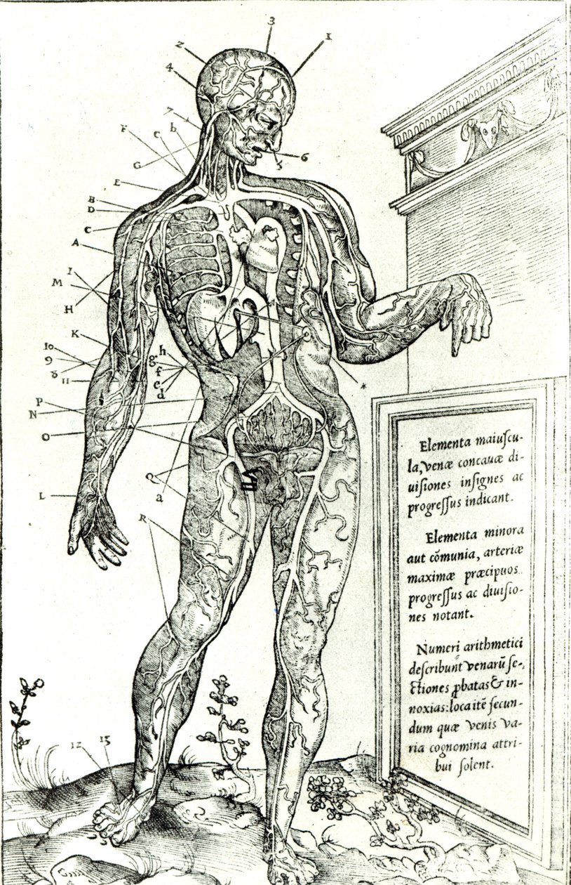 Vaskulært system ifølge Charles Etienne, fra The Dissection of the Human Body af French School