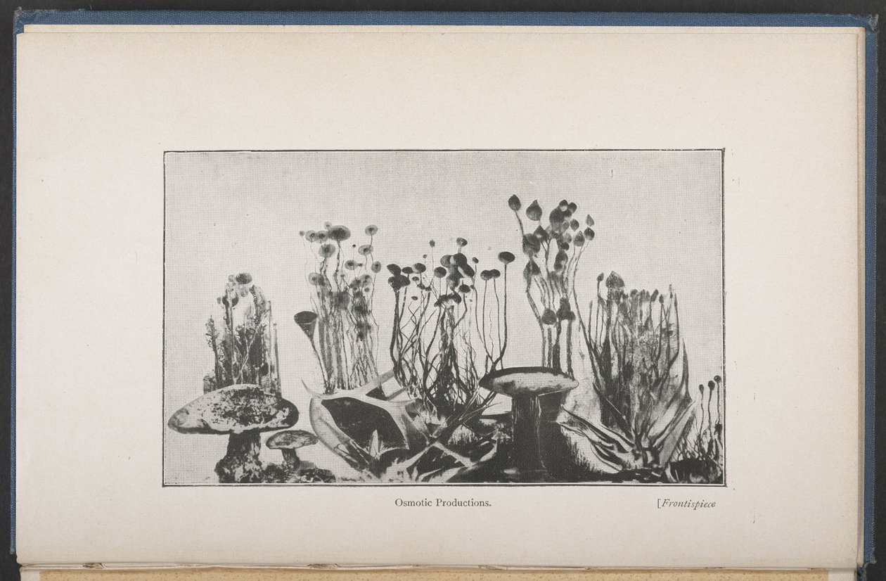 Osmotisk vegetation, Fig. 62, s. 163, fra 