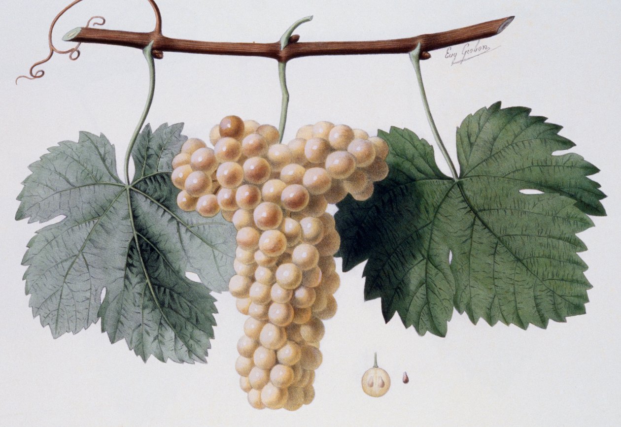 Viognier-druesort, Viogne