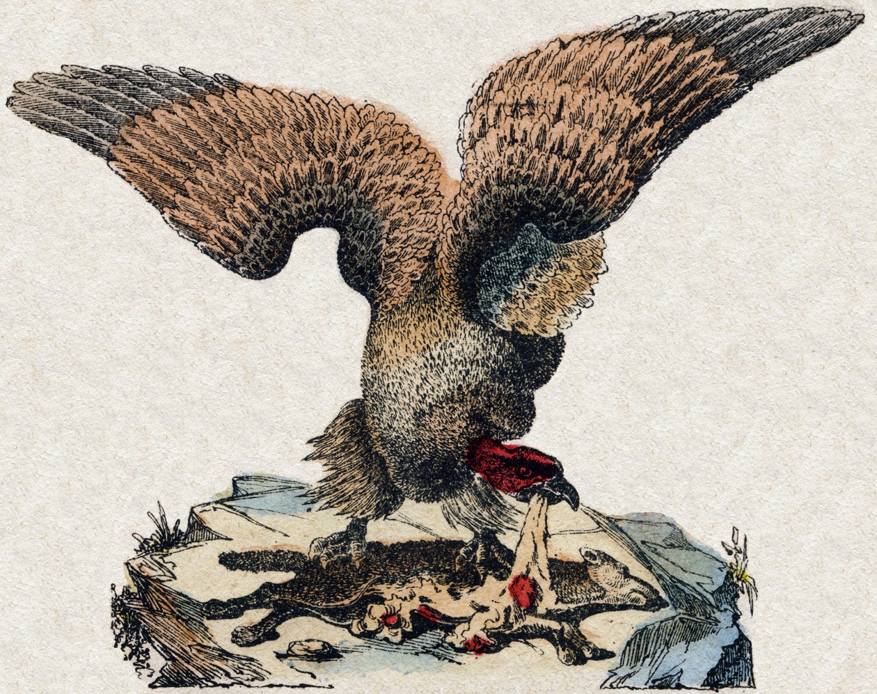 Grib. Indgravering i "" Alphabet des animaux sauvages "". 9. serie. Billede af Epinal, Pellerin, trykkeri-udgiver, ca. 1870. Graveringer på træ, stencileret. 16 sider. Mål: 20 x 15 cm. Privat samling af French School