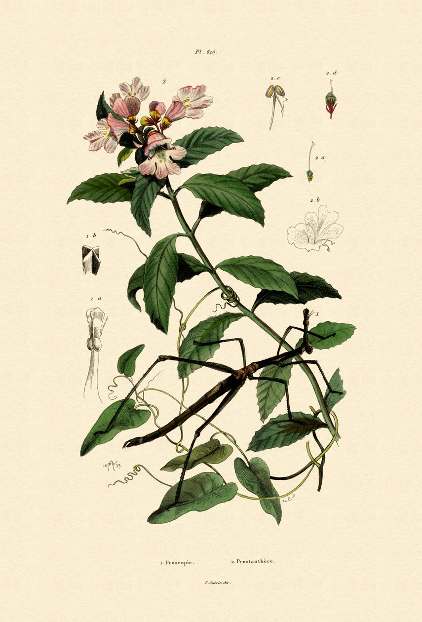 Spadserestok-insekt, 1833-39 af French School