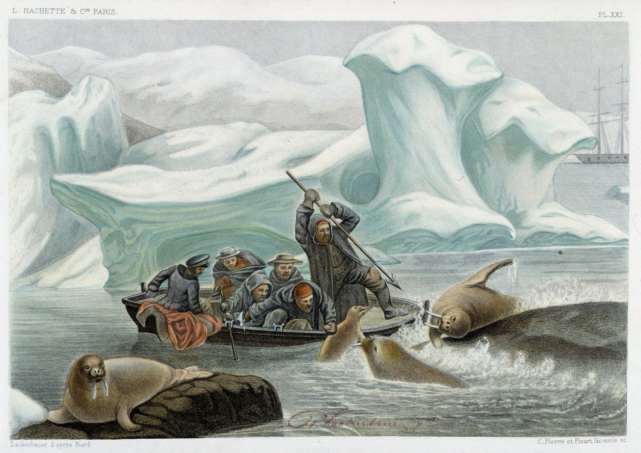 Hvalrosjagt - i "" Le monde de la mer "" af Alfred Fredol, Hachette, Paris af French School