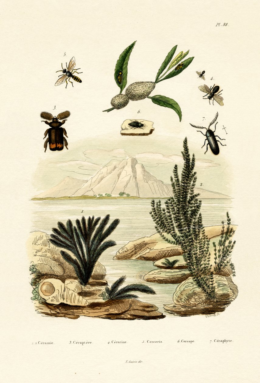 Hveps, 1833-39 af French School